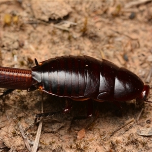 Platyzosteria similis at Yarralumla, ACT - 20 Dec 2024