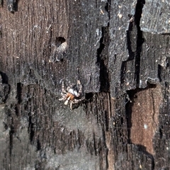 Euophryinae sp. (Mr Stripey) undescribed at Ingleburn, NSW - 20 Dec 2024 by kierowca