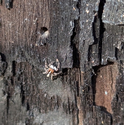 Euophryinae sp. (Mr Stripey) undescribed at Ingleburn, NSW - 21 Dec 2024 by kierowca