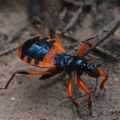 Ectomocoris patricius (Ground assassin bug) at Yarralumla, ACT - 20 Dec 2024 by NateKingsford