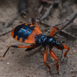 Ectomocoris patricius at Yarralumla, ACT - 20 Dec 2024 08:23 PM