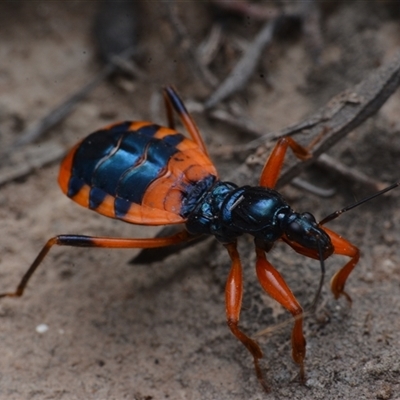 Ectomocoris patricius (Ground assassin bug) at Yarralumla, ACT - 20 Dec 2024 by NateKingsford