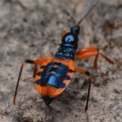 Ectomocoris patricius at Yarralumla, ACT - 20 Dec 2024 08:23 PM