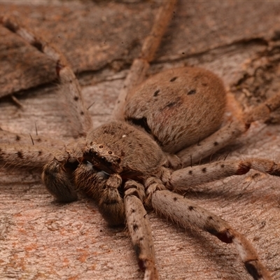 Isopedella pessleri (A huntsman spider) at Yarralumla, ACT - 20 Dec 2024 by NateKingsford