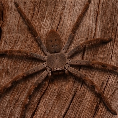 Isopedella pessleri (A huntsman spider) at Yarralumla, ACT - 20 Dec 2024 by NateKingsford