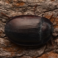 Pterohelaeus piceus (Pie-dish beetle) at Aranda, ACT - 20 Dec 2024 by NateKingsford