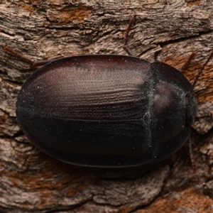 Pterohelaeus piceus at Aranda, ACT - 20 Dec 2024