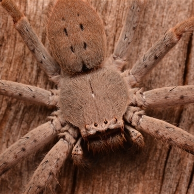 Isopedella pessleri (A huntsman spider) at Aranda, ACT - 20 Dec 2024 by NateKingsford