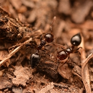 Crematogaster sp. (genus) at Yarralumla, ACT - 20 Dec 2024 08:51 PM