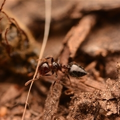 Crematogaster sp. (genus) at Yarralumla, ACT - 20 Dec 2024 08:51 PM