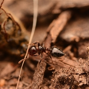 Crematogaster sp. (genus) at Yarralumla, ACT - 20 Dec 2024 08:51 PM