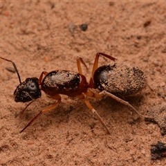 Camponotus nigriceps (Black-headed sugar ant) at Aranda, ACT - 20 Dec 2024 by NateKingsford