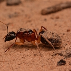 Camponotus nigriceps at Aranda, ACT - 20 Dec 2024 08:54 PM