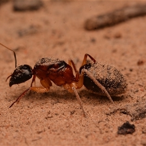 Camponotus nigriceps at Aranda, ACT - 20 Dec 2024 08:54 PM