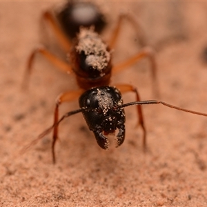 Camponotus nigriceps at Aranda, ACT - 20 Dec 2024 08:54 PM