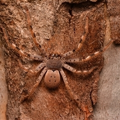 Isopedella pessleri (A huntsman spider) at Aranda, ACT - 20 Dec 2024 by NateKingsford