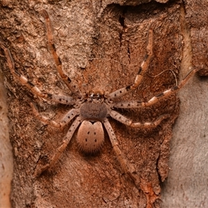 Isopedella pessleri (A huntsman spider) at Aranda, ACT by NateKingsford