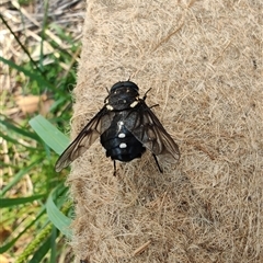 Triclista guttata (March or Horse Fly) at Surf Beach, NSW - 21 Dec 2024 by LyndalT