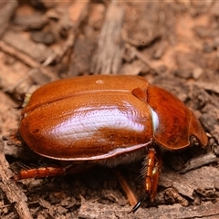 Anoplognathus montanus (Montane Christmas beetle) at Aranda, ACT - 20 Dec 2024 by NateKingsford