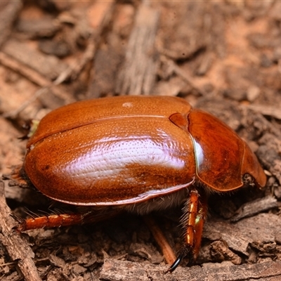 Anoplognathus montanus (Montane Christmas beetle) at Aranda, ACT - 20 Dec 2024 by NateKingsford