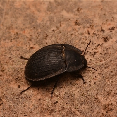 Celibe striatipennis (Pie-dish beetle) at Aranda, ACT - 20 Dec 2024 by NateKingsford