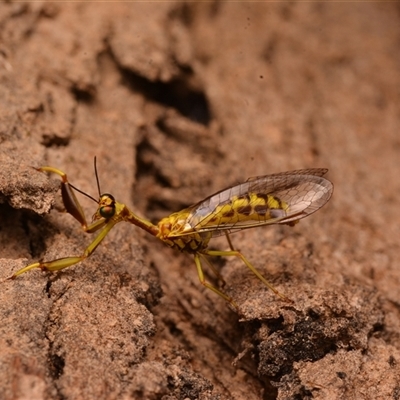 Spaminta minjerribae (Mantisfly) at Aranda, ACT - 20 Dec 2024 by NateKingsford