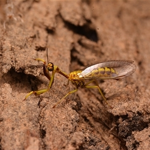 Spaminta minjerribae at Aranda, ACT - 20 Dec 2024