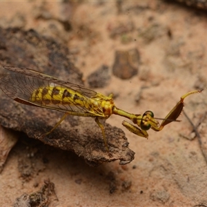 Spaminta minjerribae at Aranda, ACT - 20 Dec 2024