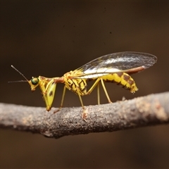 Spaminta minjerribae at Aranda, ACT - 20 Dec 2024