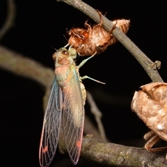 Galanga labeculata (Double-spotted cicada) at Aranda, ACT - 20 Dec 2024 by NateKingsford