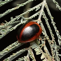 Dicranosterna immaculata (Acacia leaf beetle) at Aranda, ACT - 20 Dec 2024 by NateKingsford