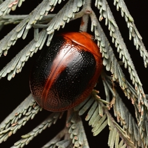 Dicranosterna immaculata at Aranda, ACT - 20 Dec 2024