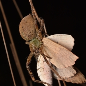 Neosparassus sp. (genus) at Aranda, ACT - 20 Dec 2024