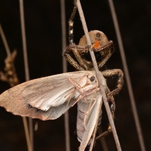 Neosparassus sp. (genus) at Aranda, ACT - 20 Dec 2024