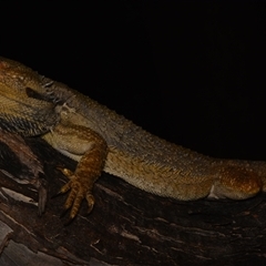 Pogona barbata at Yarralumla, ACT - 20 Dec 2024 by NateKingsford