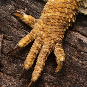 Pogona barbata at Yarralumla, ACT - 20 Dec 2024