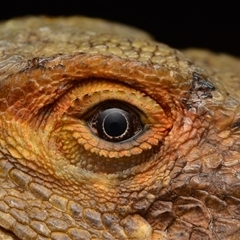 Pogona barbata at Yarralumla, ACT - suppressed