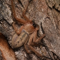 Delena cancerides (Social huntsman spider) at Aranda, ACT - 20 Dec 2024 by NateKingsford