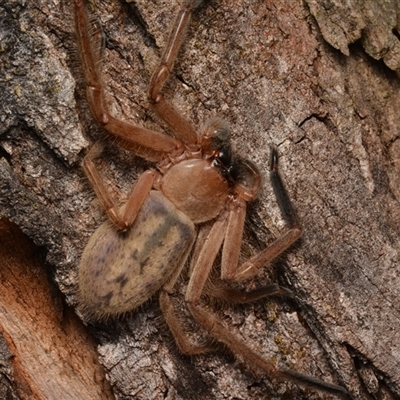 Delena cancerides (Social huntsman spider) at Aranda, ACT - 20 Dec 2024 by NateKingsford