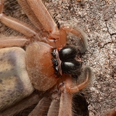 Delena cancerides at Aranda, ACT - 20 Dec 2024 09:50 PM