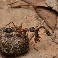 Myrmecia nigriceps (Black-headed bull ant) at Aranda, ACT - 20 Dec 2024 by NateKingsford