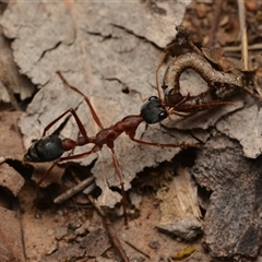 Myrmecia nigriceps at Aranda, ACT - 20 Dec 2024