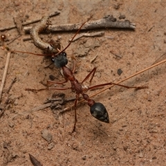 Myrmecia nigriceps at Aranda, ACT - 20 Dec 2024 09:52 PM