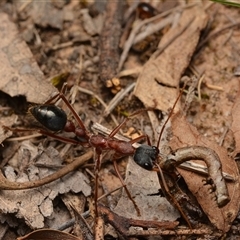 Myrmecia nigriceps at Aranda, ACT - 20 Dec 2024