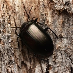 Chalcopteroides sp. (genus) (Rainbow darkling beetle) at Aranda, ACT - 20 Dec 2024 by NateKingsford