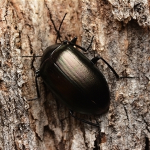 Chalcopteroides sp. (genus) at Aranda, ACT - 20 Dec 2024