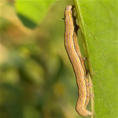 Aedia leucomelas acronyctoides (Eastern Alchymist, Sweet Potato Leaf Worm or Sorcerer) at Batemans Bay, NSW - 21 Dec 2024 by Hejor1