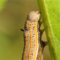 Aedia leucomelas acronyctoides at Batemans Bay, NSW - 21 Dec 2024