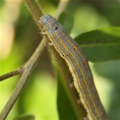 Aedia leucomelas acronyctoides at Batemans Bay, NSW - 21 Dec 2024 08:07 AM