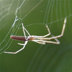 Tetragnatha sp. (genus) (Long-jawed spider) at Batemans Bay, NSW - 21 Dec 2024 by Hejor1